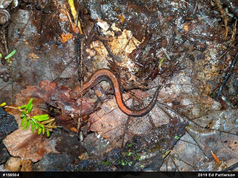 Eastern Red-backed  Salamander