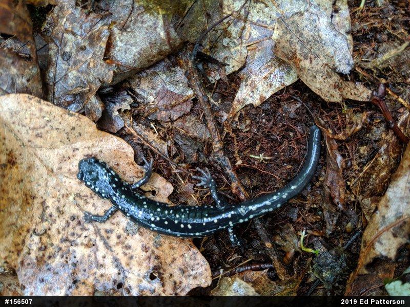 Northern Slimy Salamander