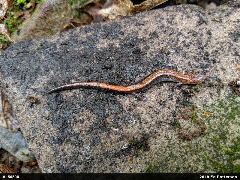 Eastern Red-backed  Salamander