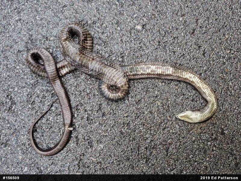 Eastern Ratsnake