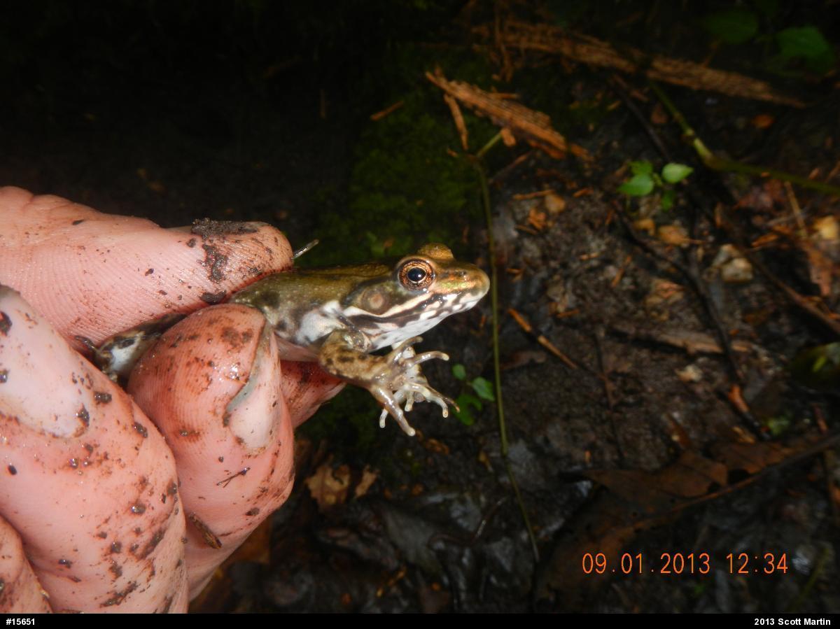 Green Frog