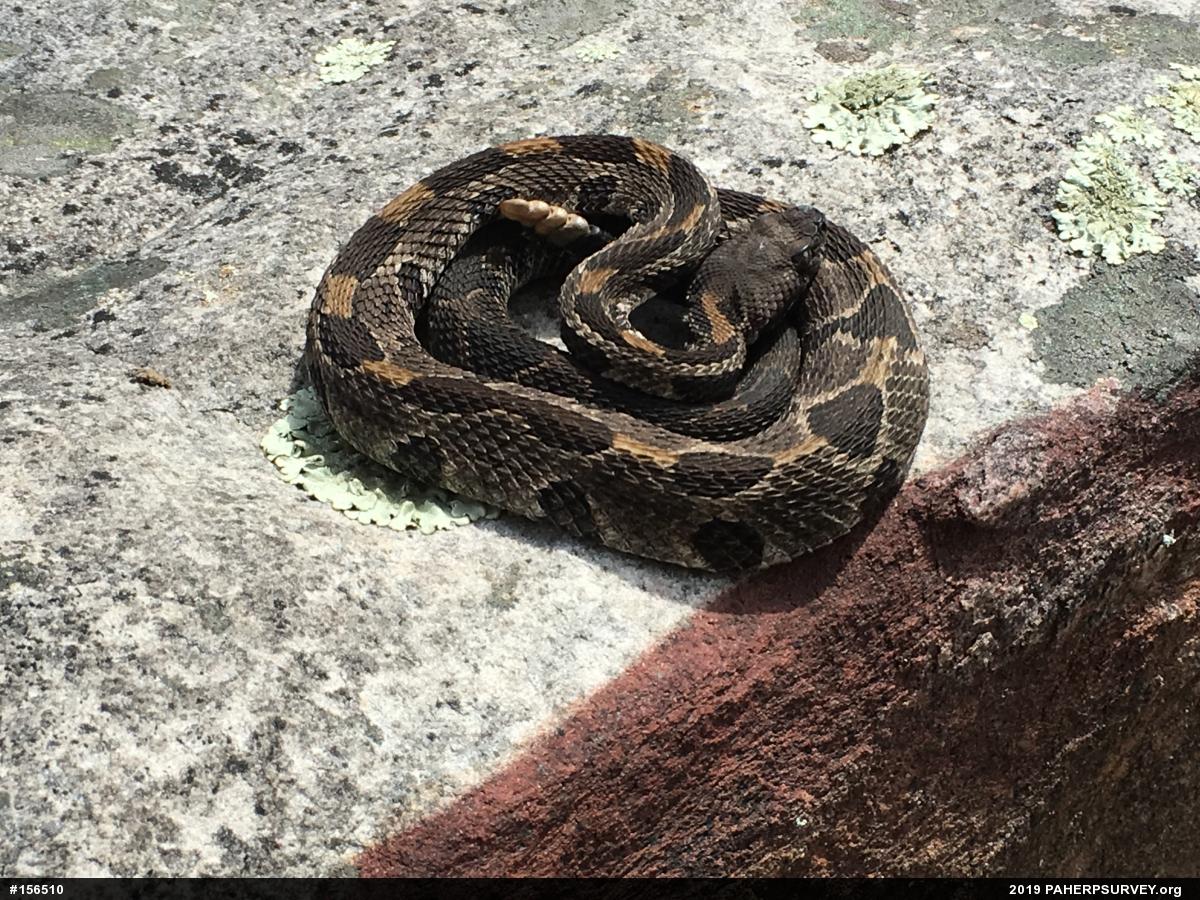 Timber Rattlesnake