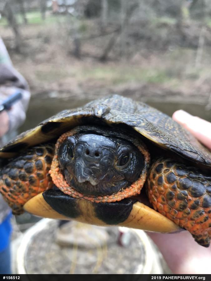Wood Turtle