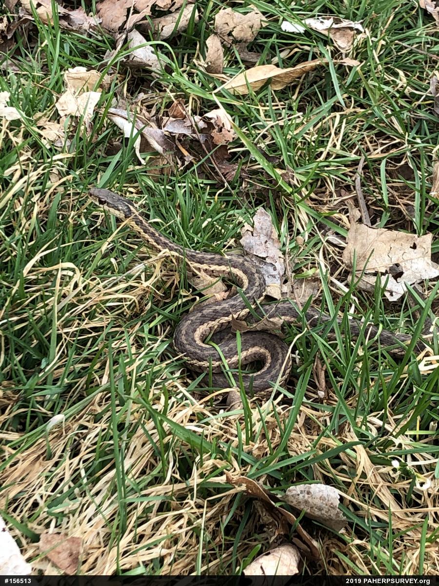 Eastern Gartersnake
