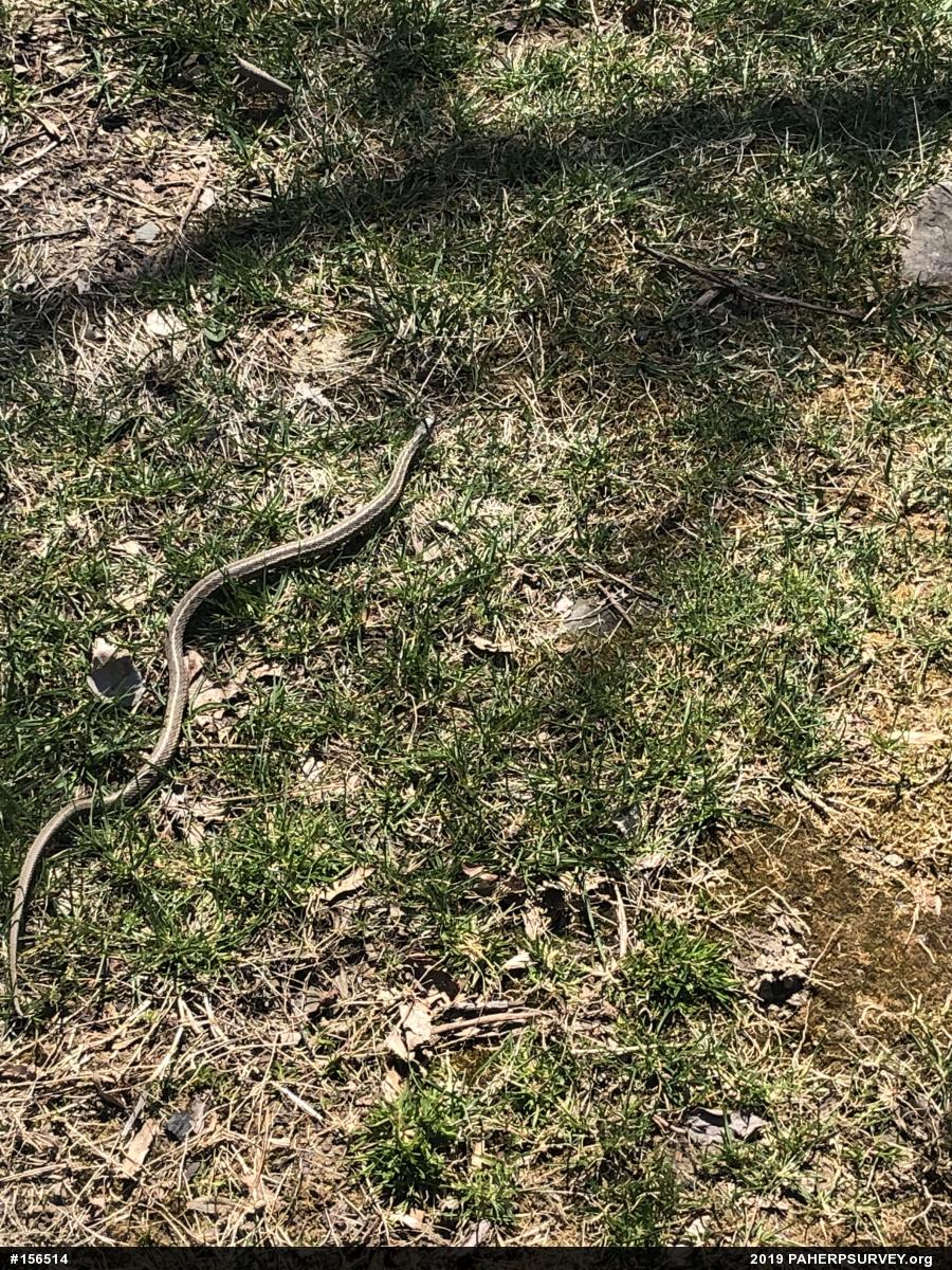 Eastern Gartersnake