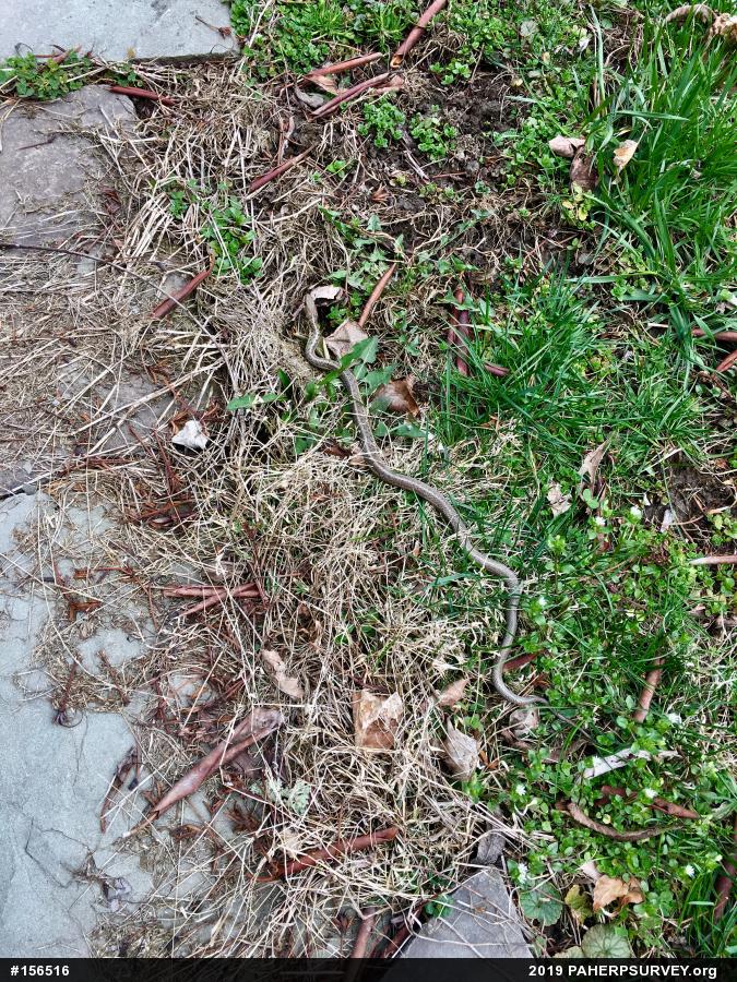 Eastern Gartersnake