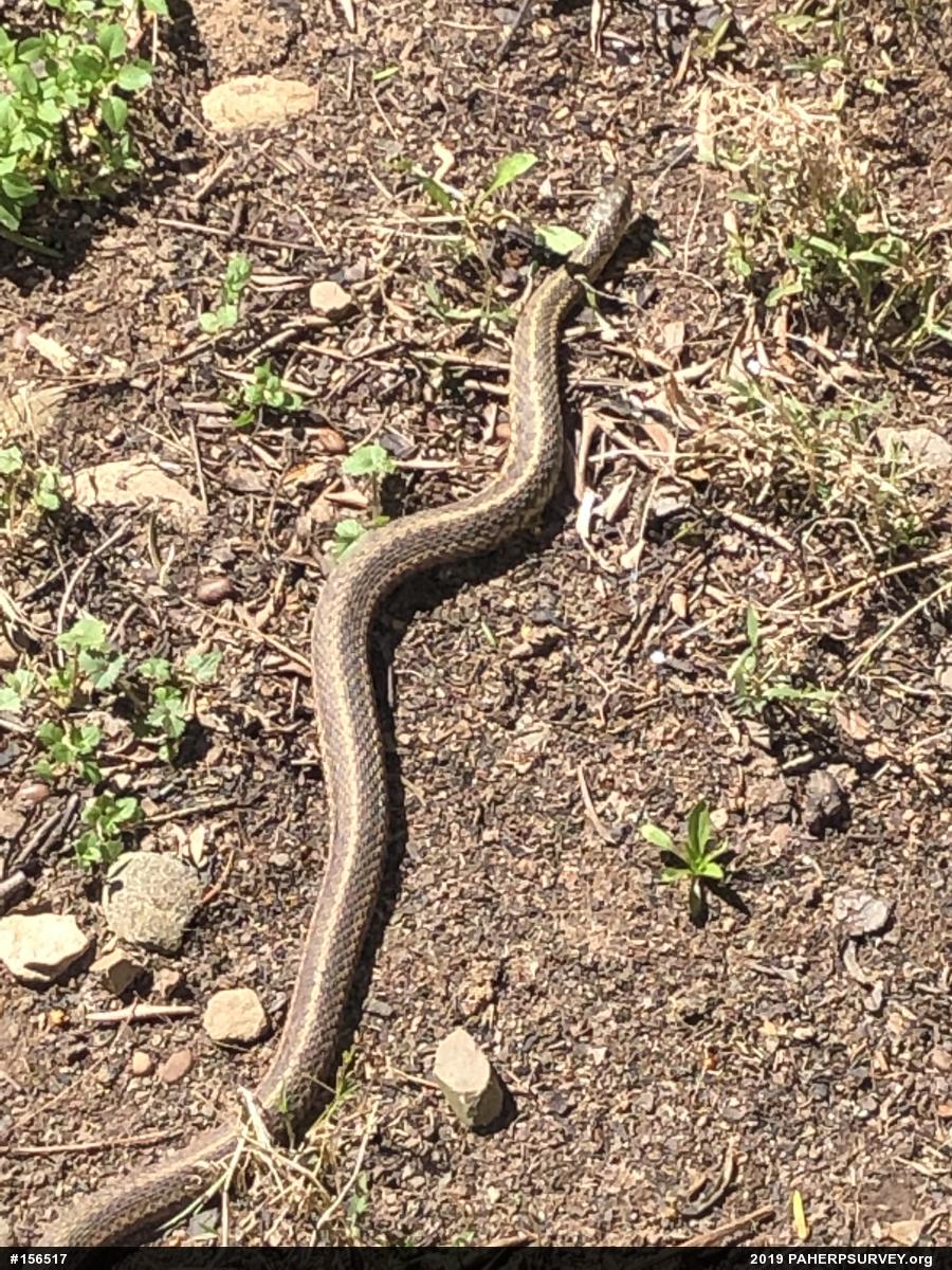 Eastern Gartersnake
