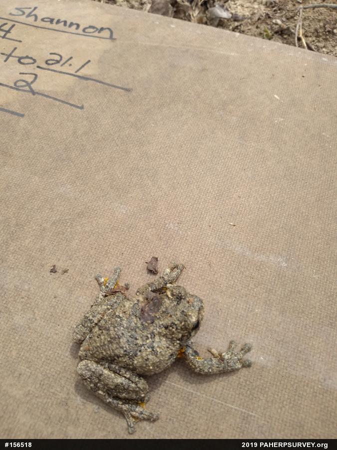 Unknown Gray Treefrog