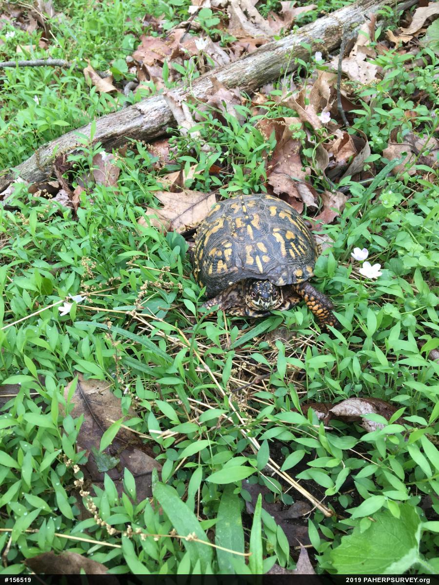 Eastern Box Turtle