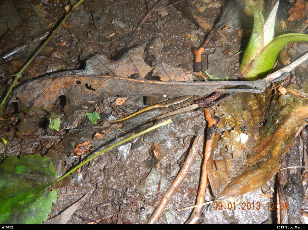 Northern Two-lined Salamander