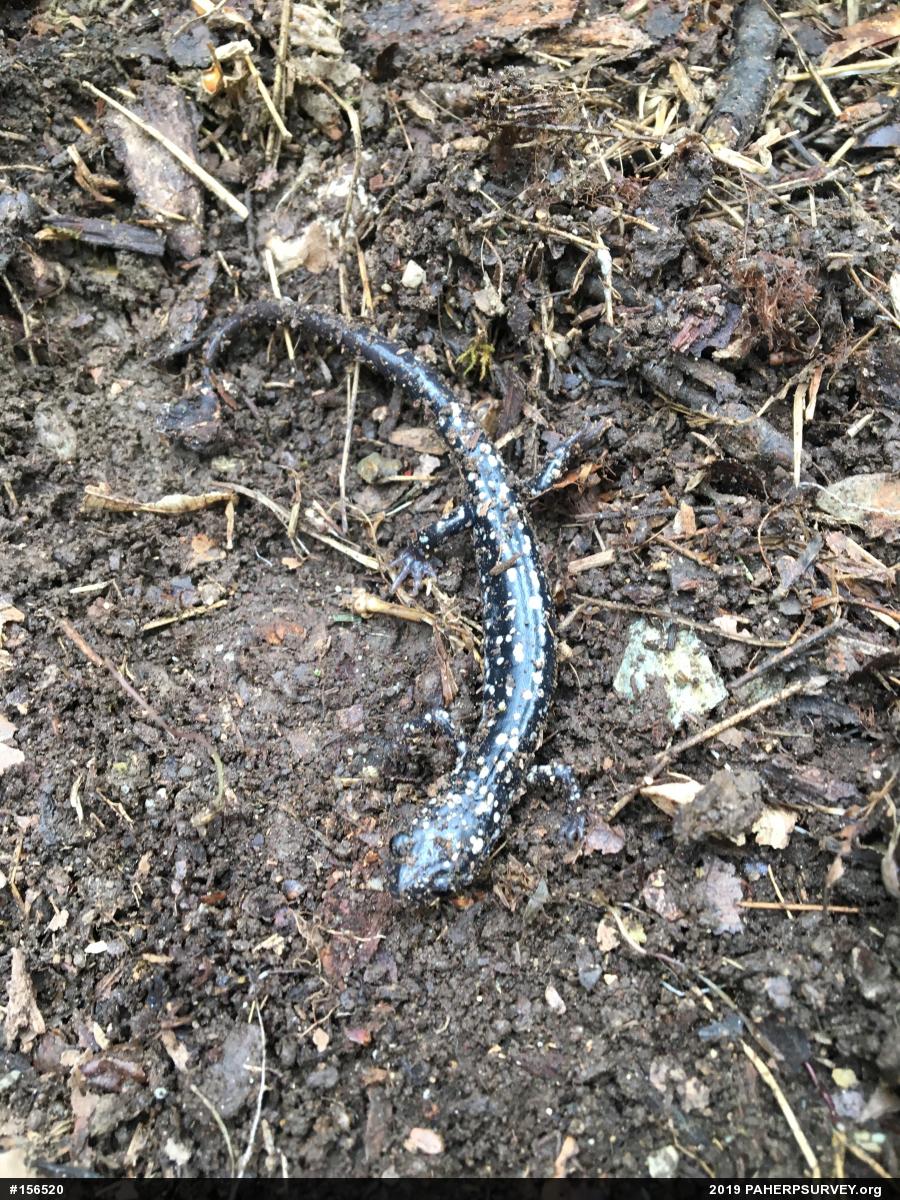 Northern Slimy Salamander