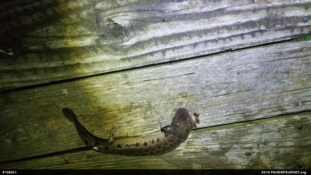 Common Mudpuppy