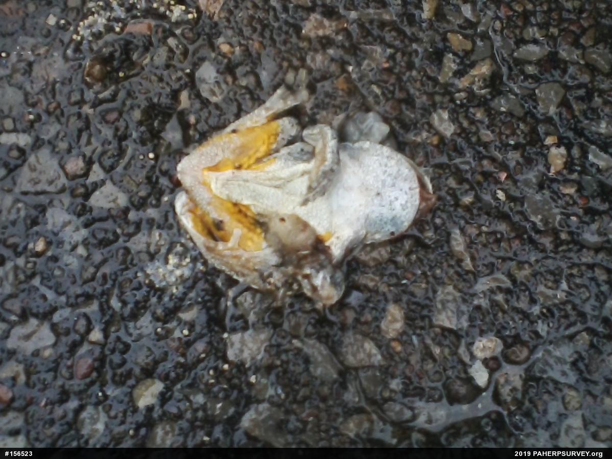 Unknown Gray Treefrog