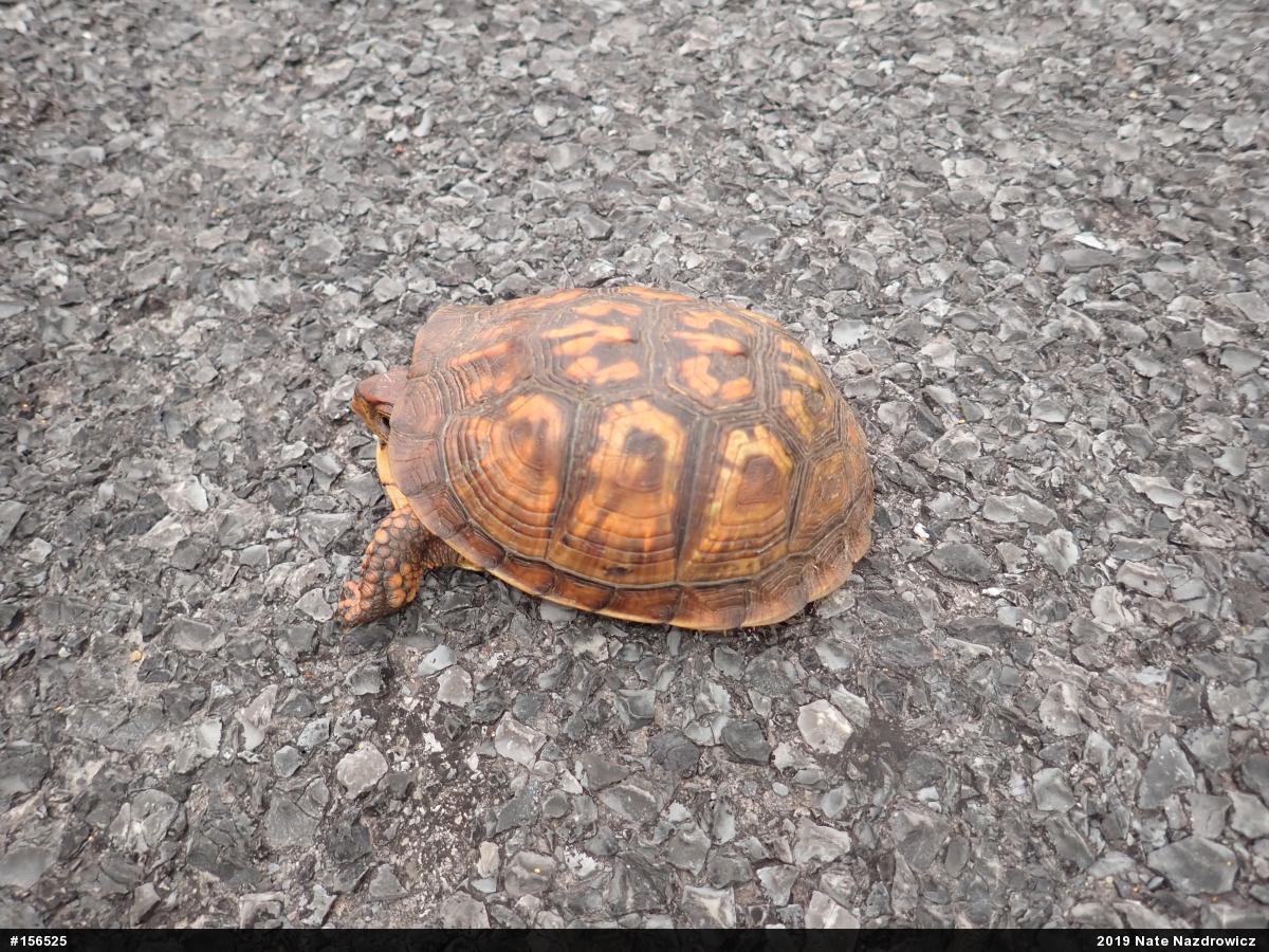Eastern Box Turtle