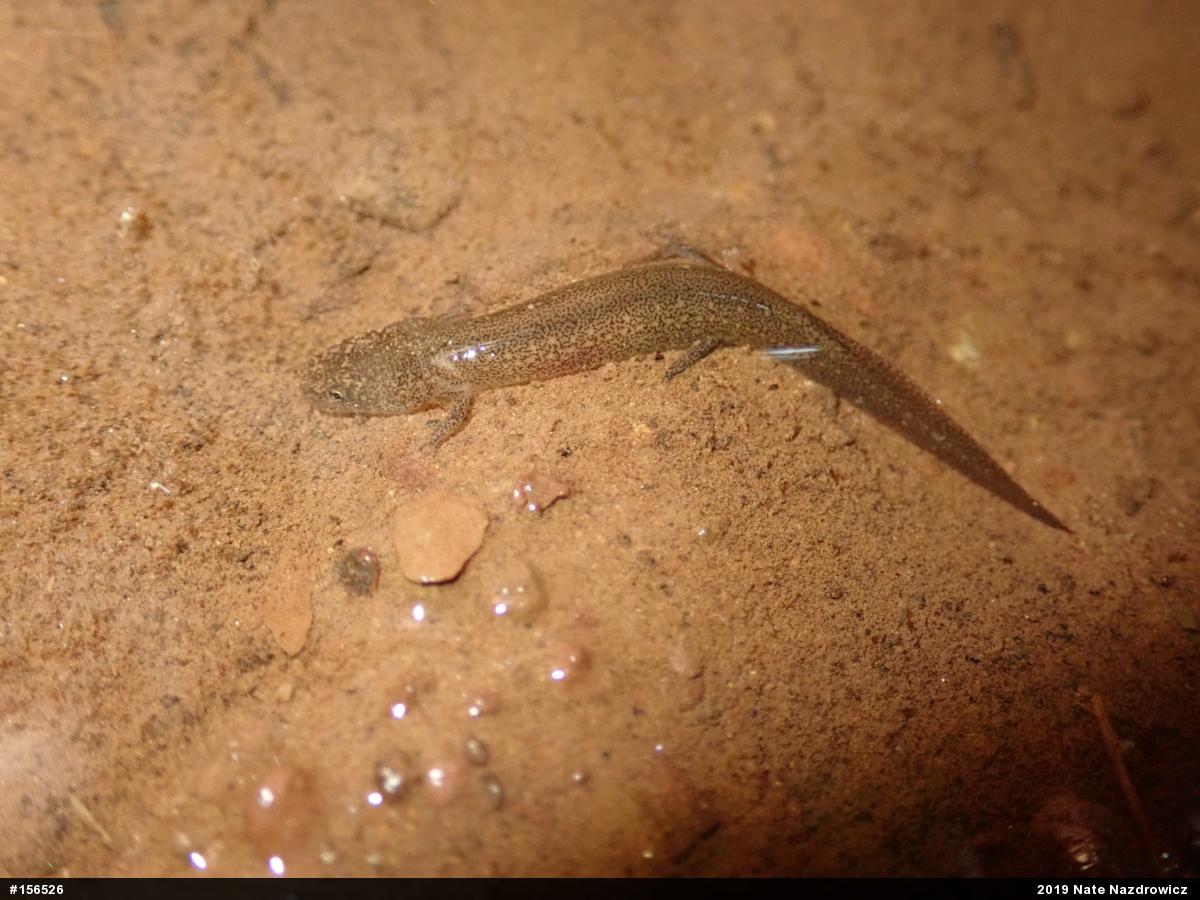 Northern Red Salamander