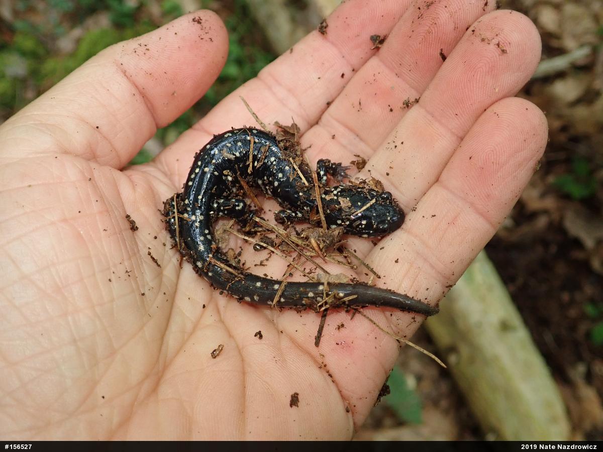 Northern Slimy Salamander