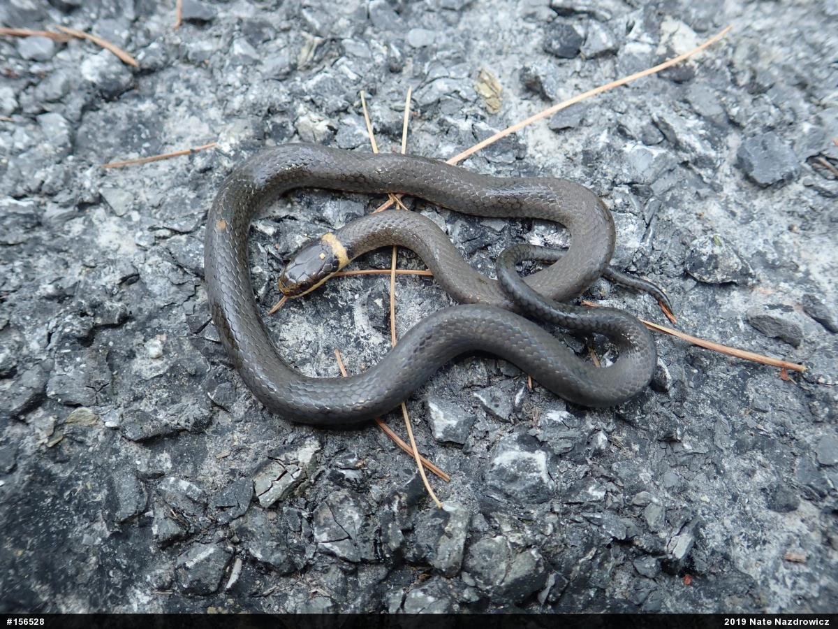 Northern Ring-necked Snake