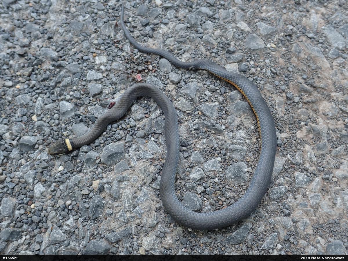 Northern Ring-necked Snake