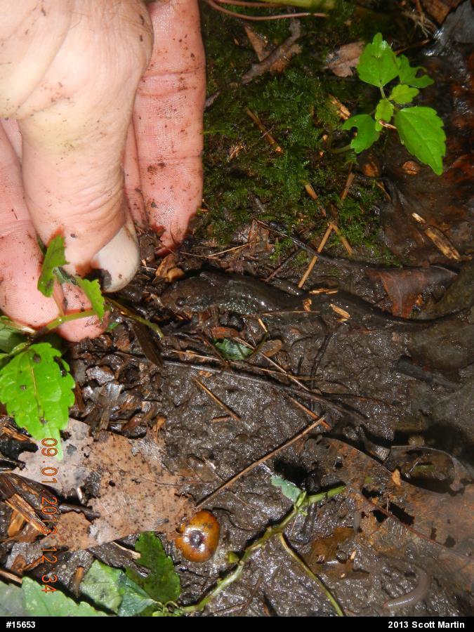 Northern Dusky Salamander