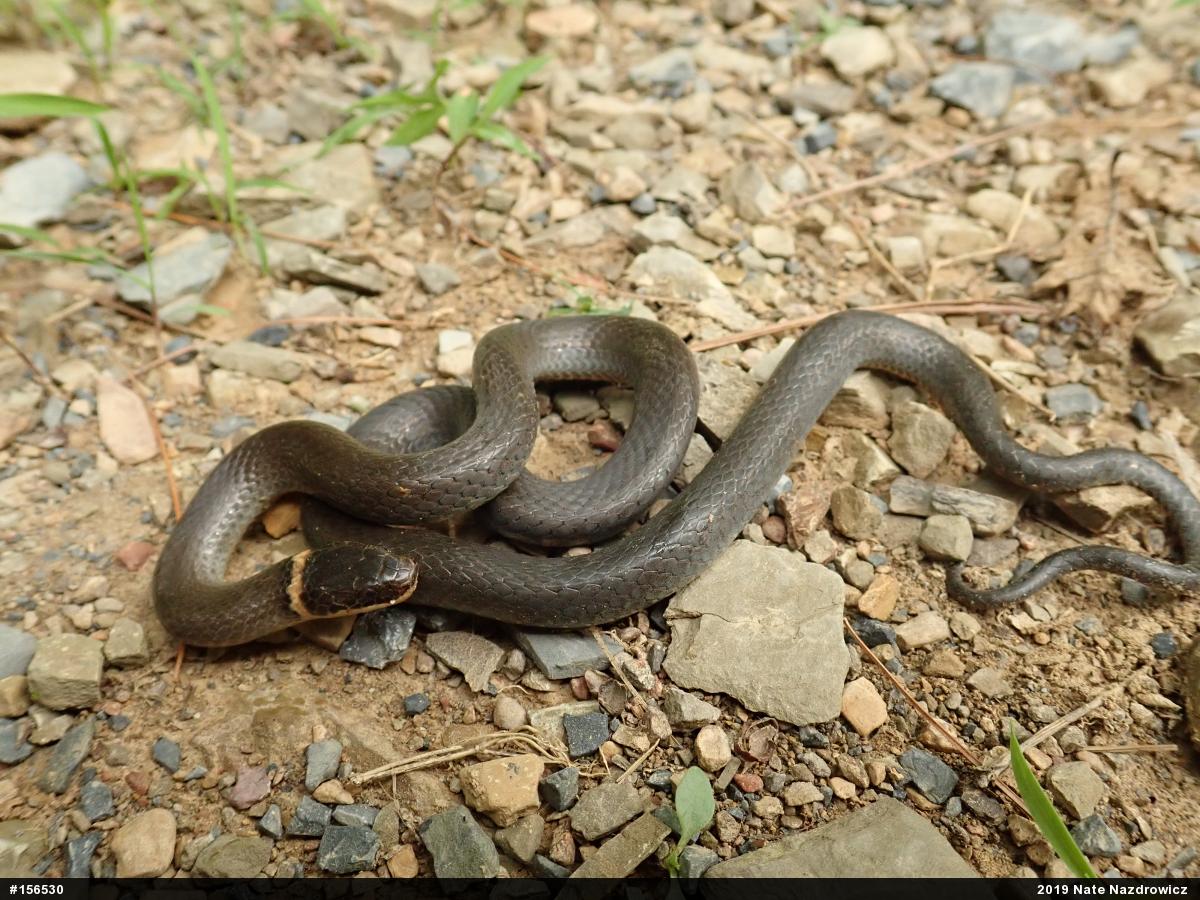 Northern Ring-necked Snake