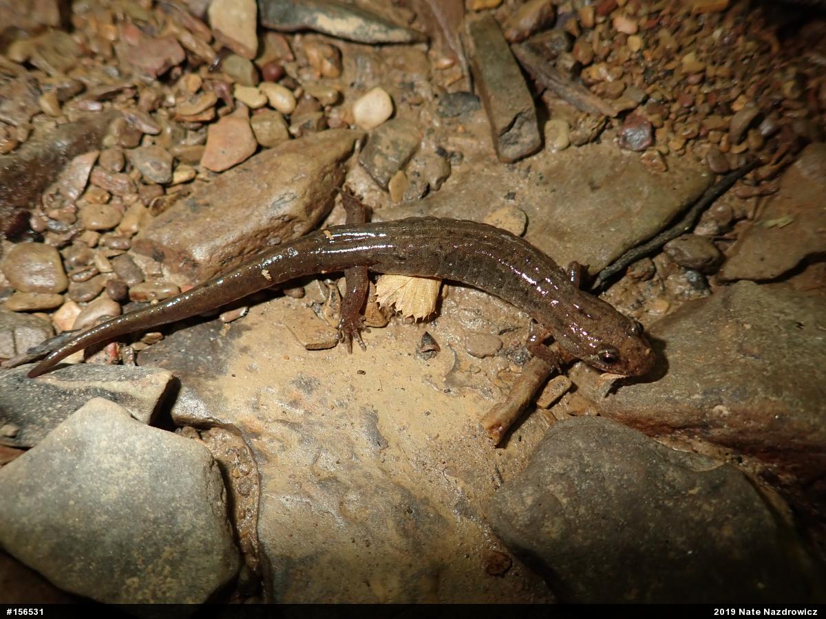 Northern Dusky Salamander