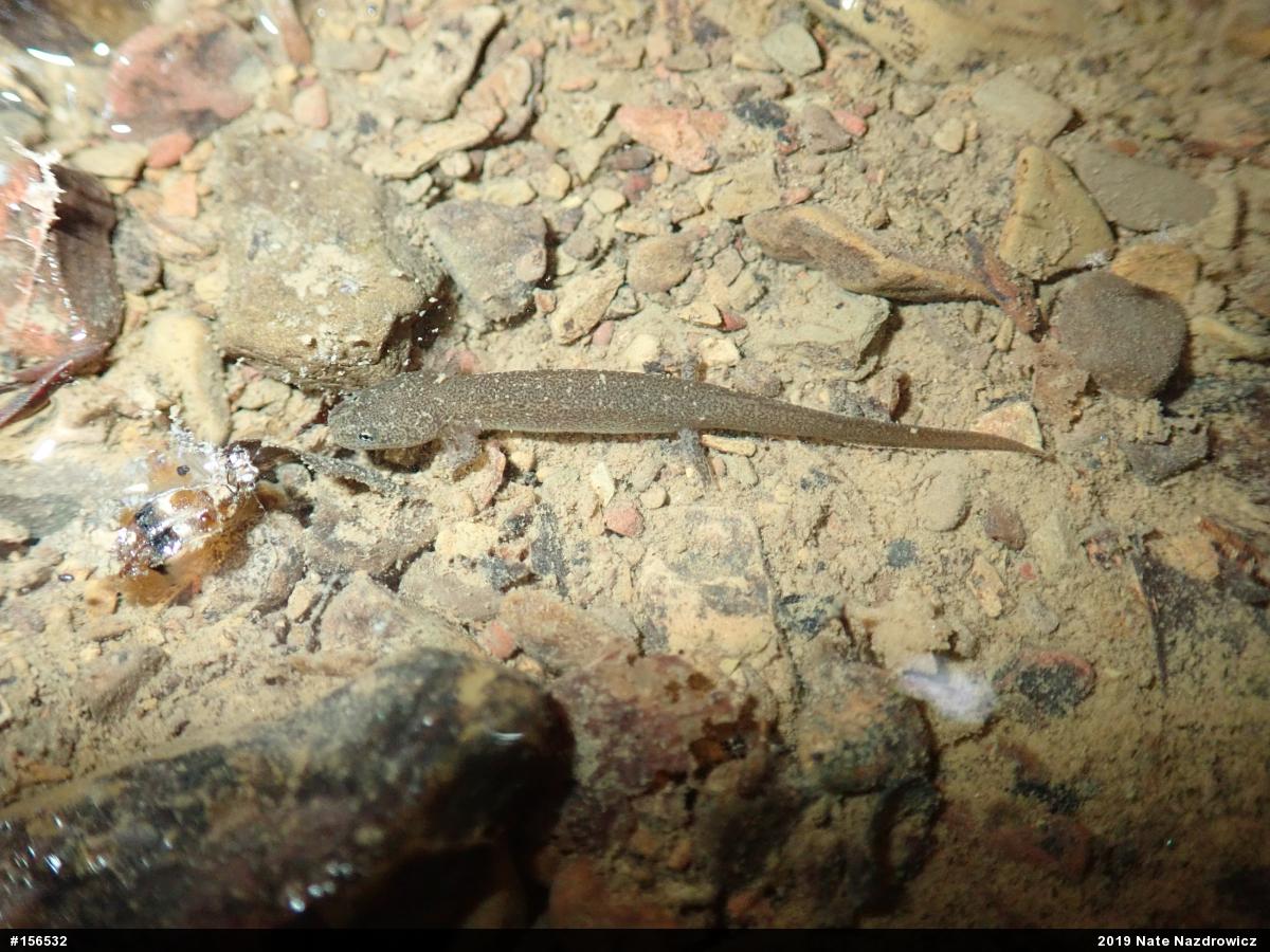 Northern Red Salamander