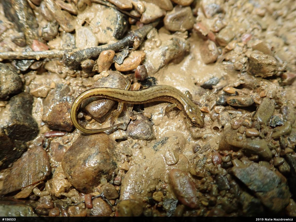 Northern Two-lined Salamander
