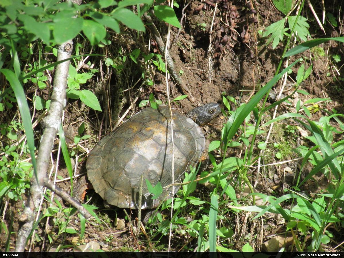 Wood Turtle