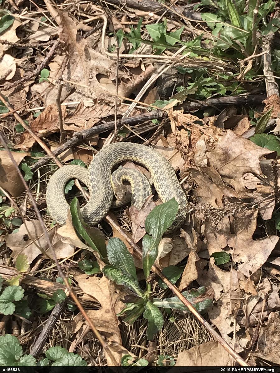 Eastern Gartersnake