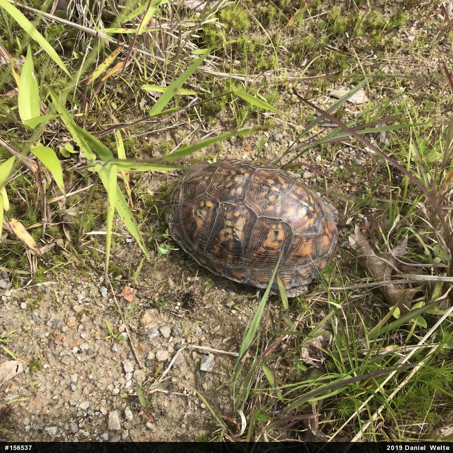 Eastern Box Turtle