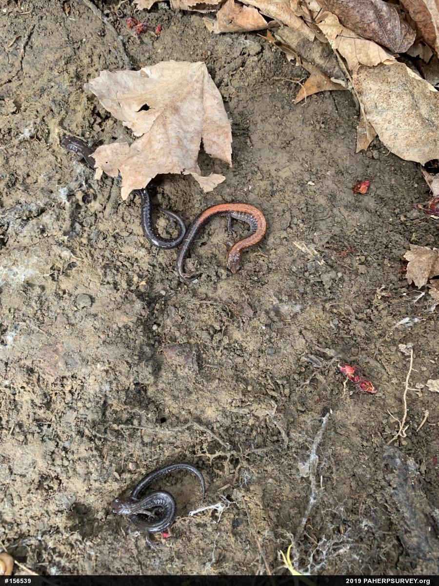 Eastern Red-backed  Salamander