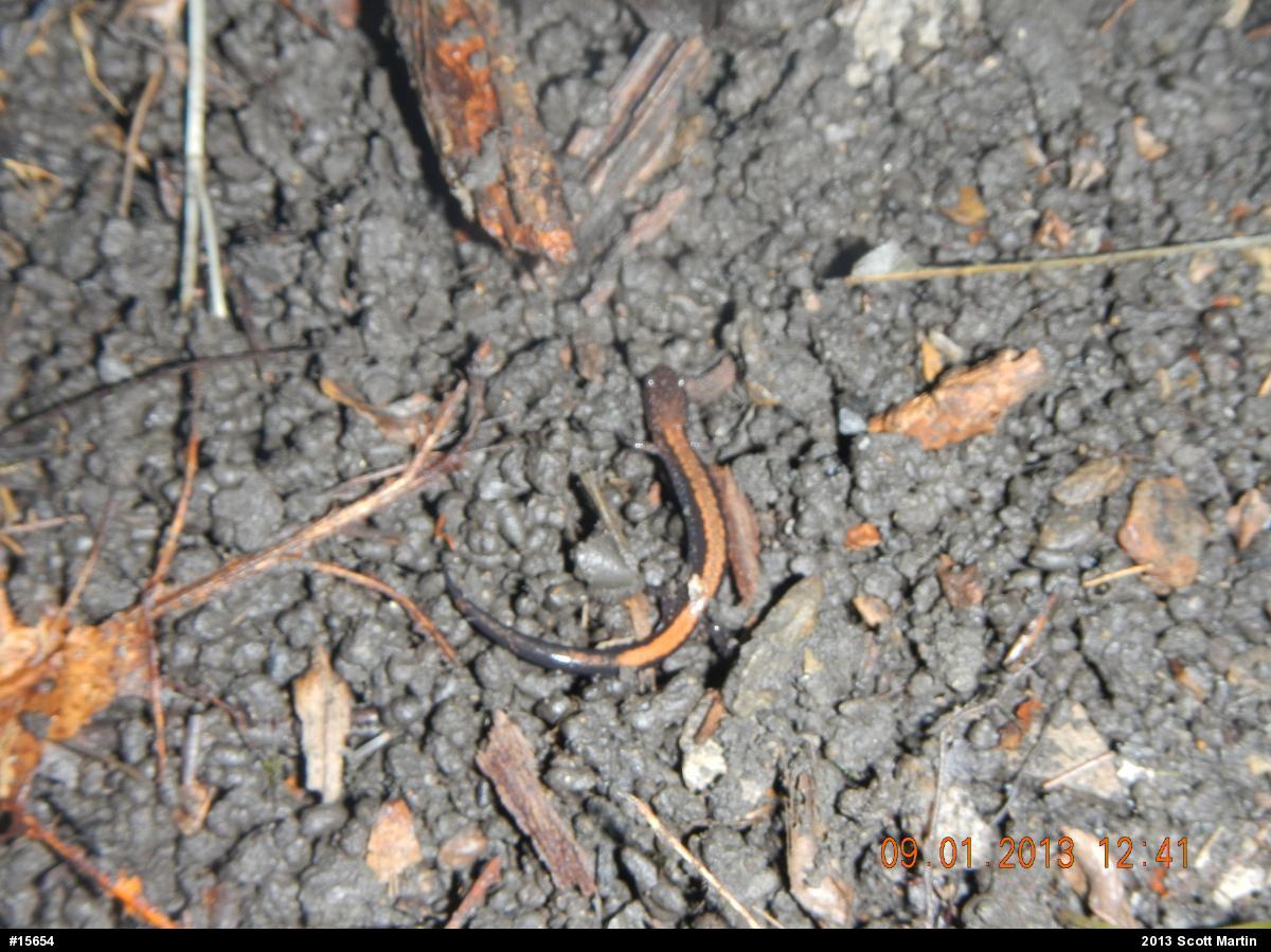 Eastern Red-backed  Salamander