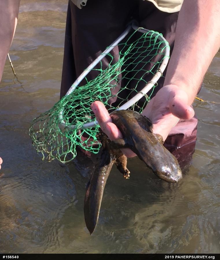 Eastern Hellbender