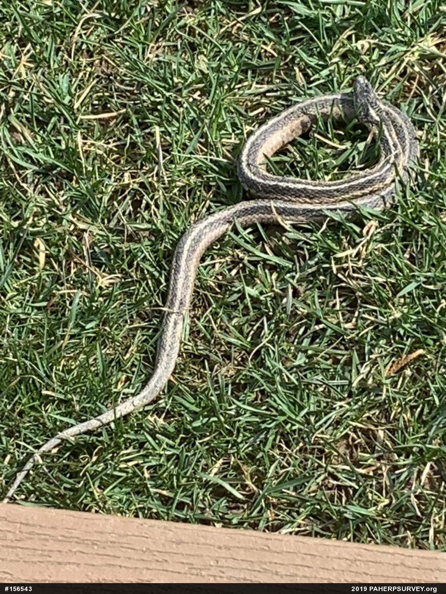 Eastern Gartersnake