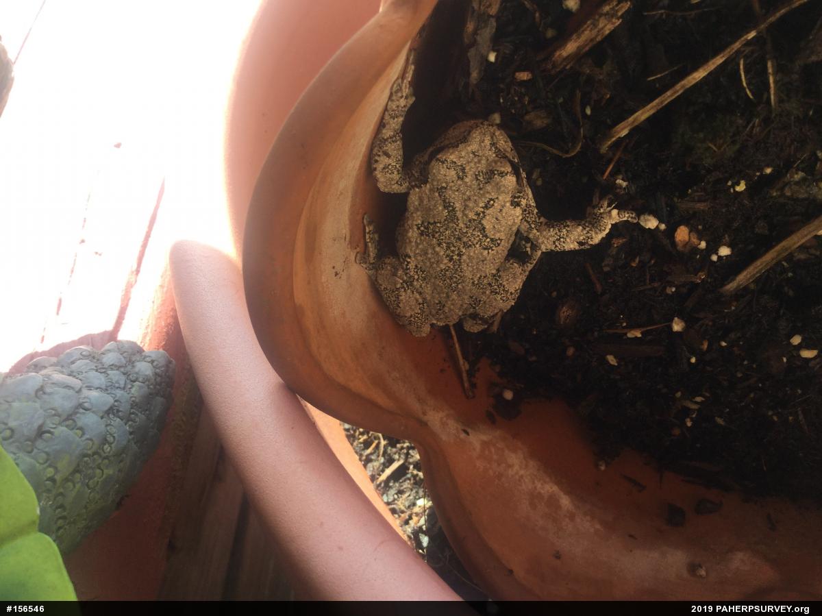 Unknown Gray Treefrog