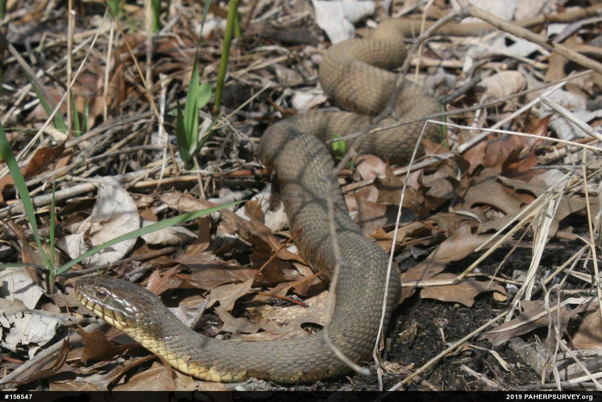 Northern Watersnake