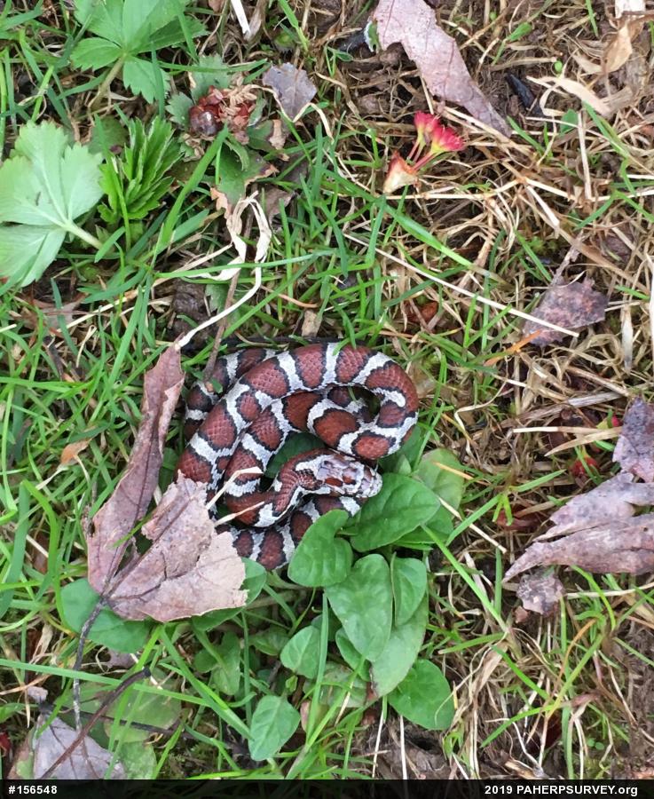 Eastern Milksnake