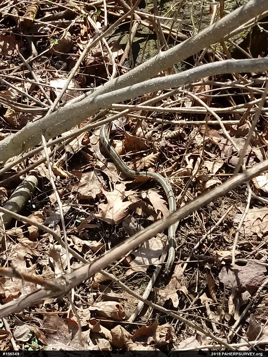 Eastern Gartersnake