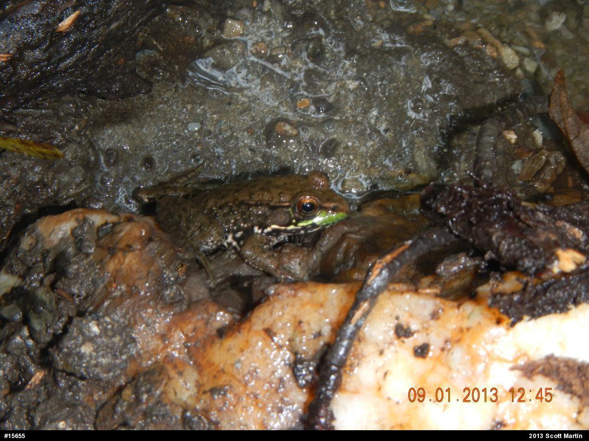 Green Frog