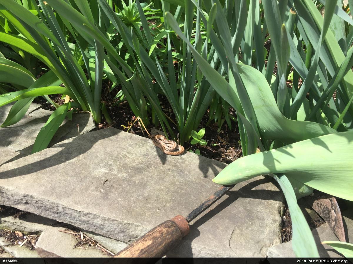Dekay's Brownsnake