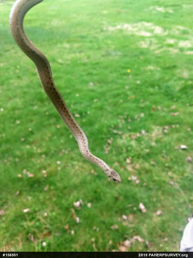 Dekay's Brownsnake