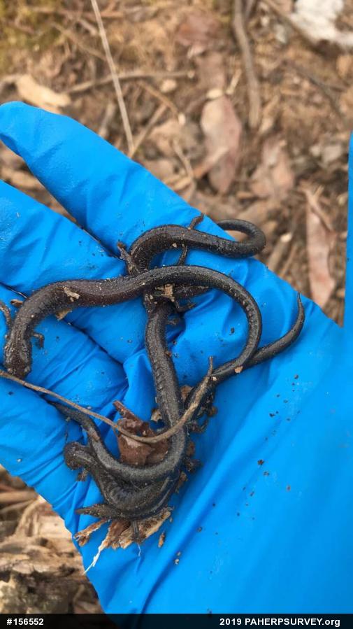 Eastern Red-backed  Salamander