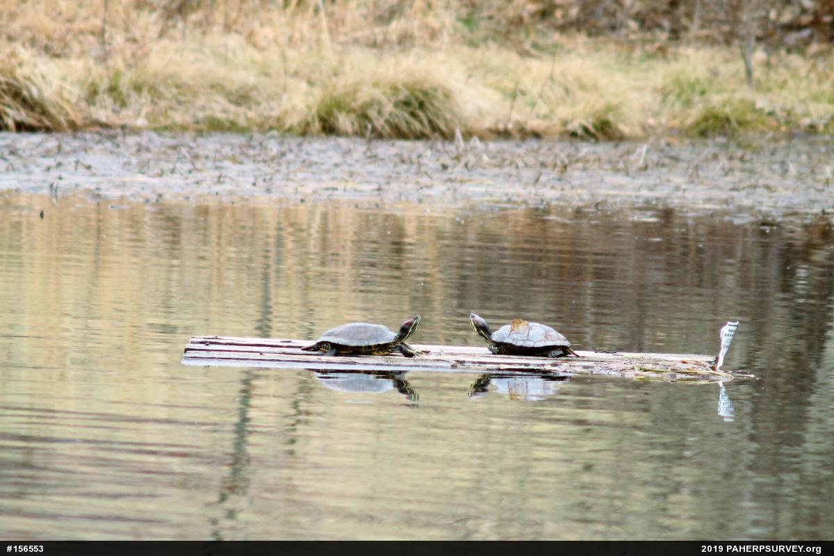 Red-eared Slider