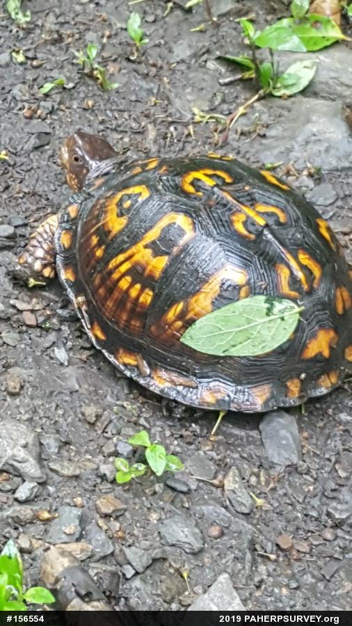 Eastern Box Turtle