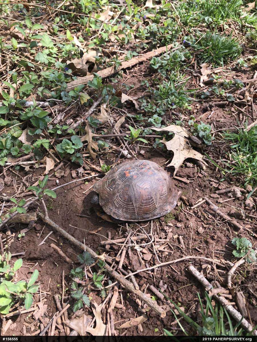 Eastern Box Turtle