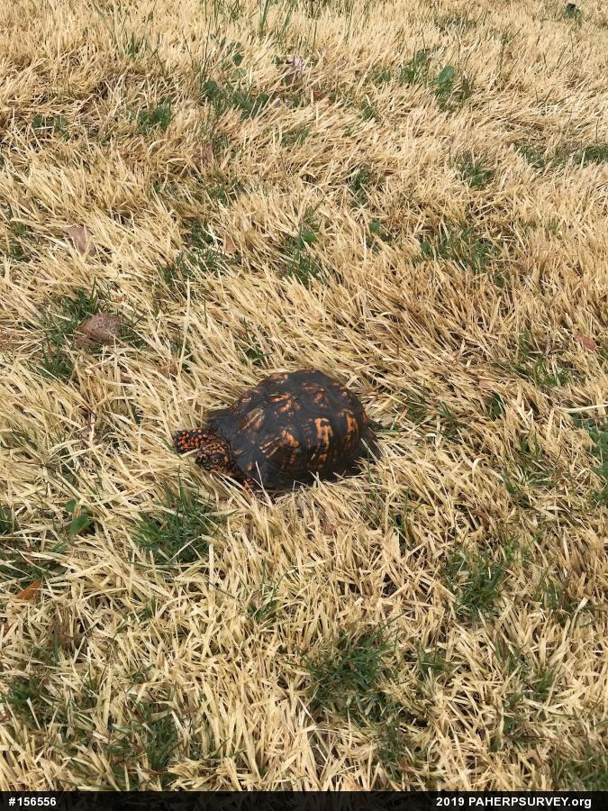 Eastern Box Turtle
