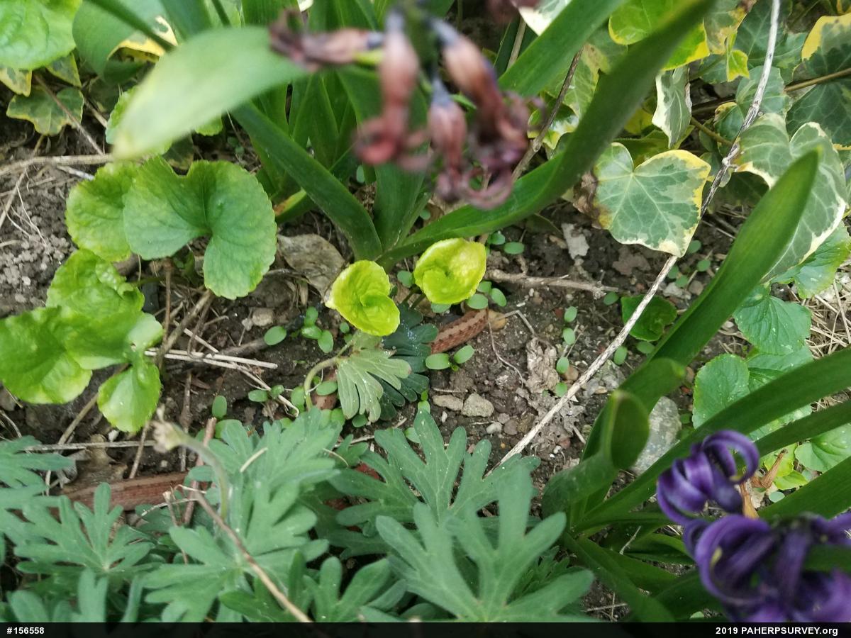 Dekay's Brownsnake