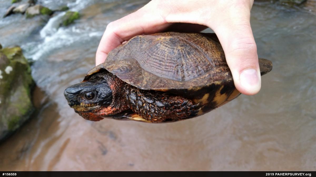 Wood Turtle