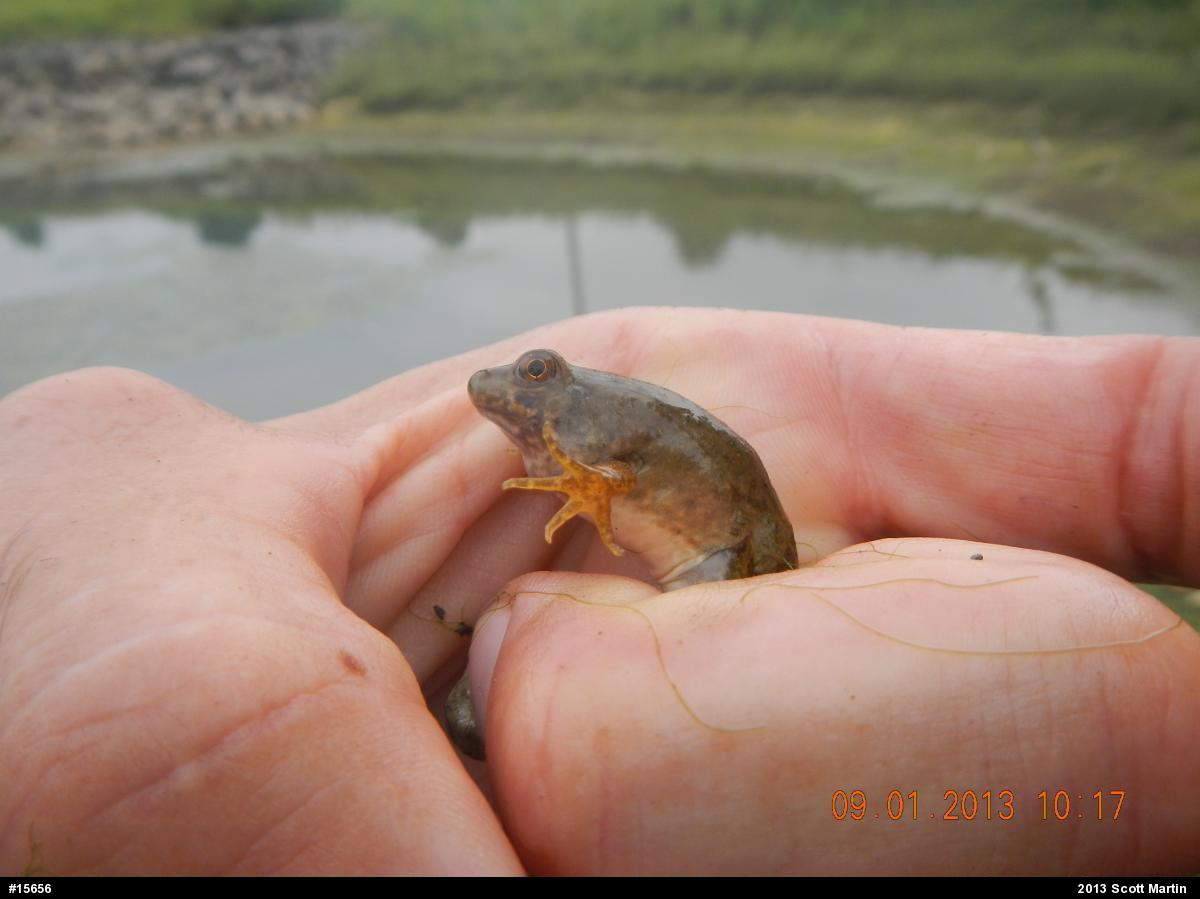 American Bullfrog