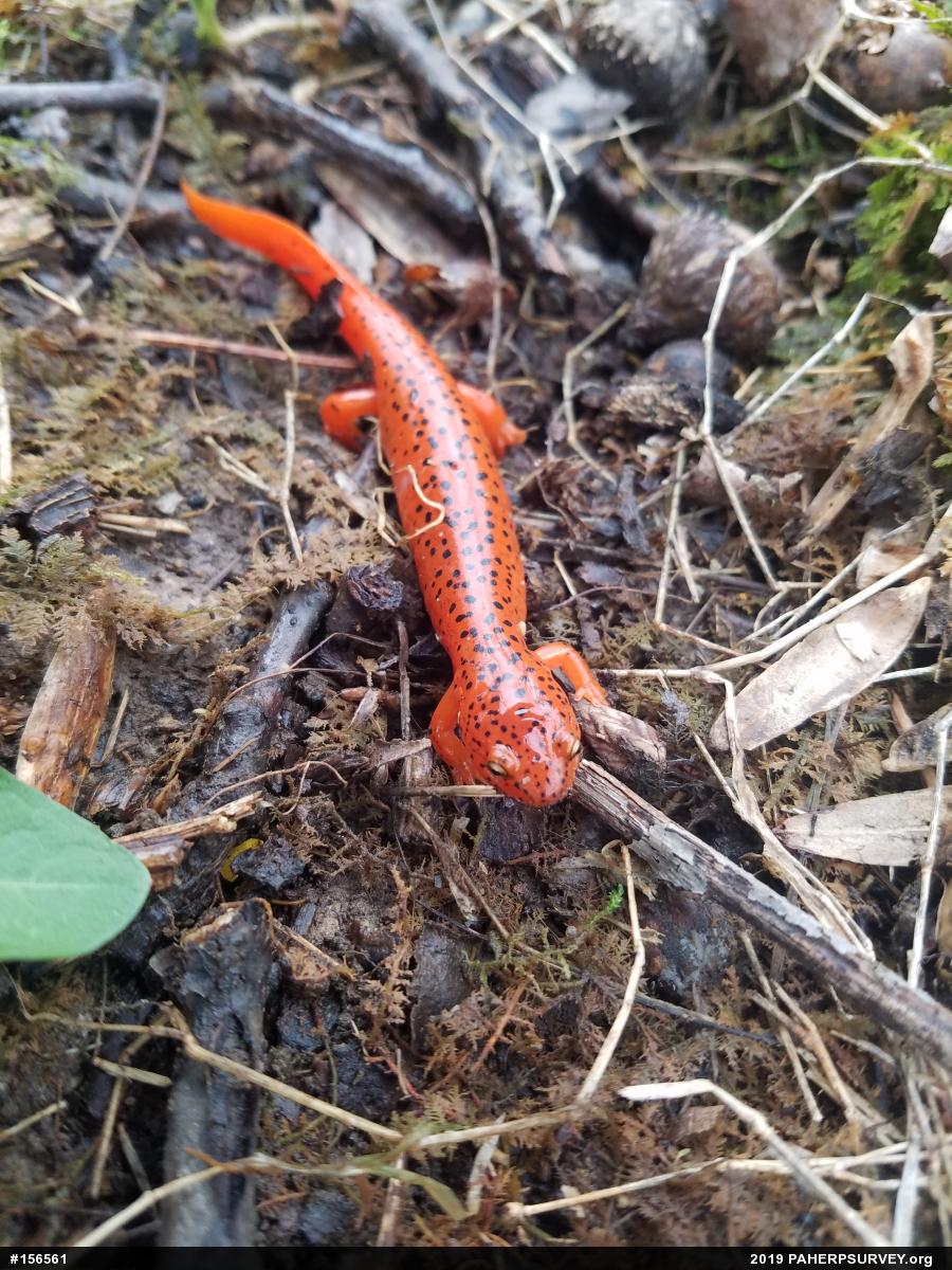 Northern Red Salamander